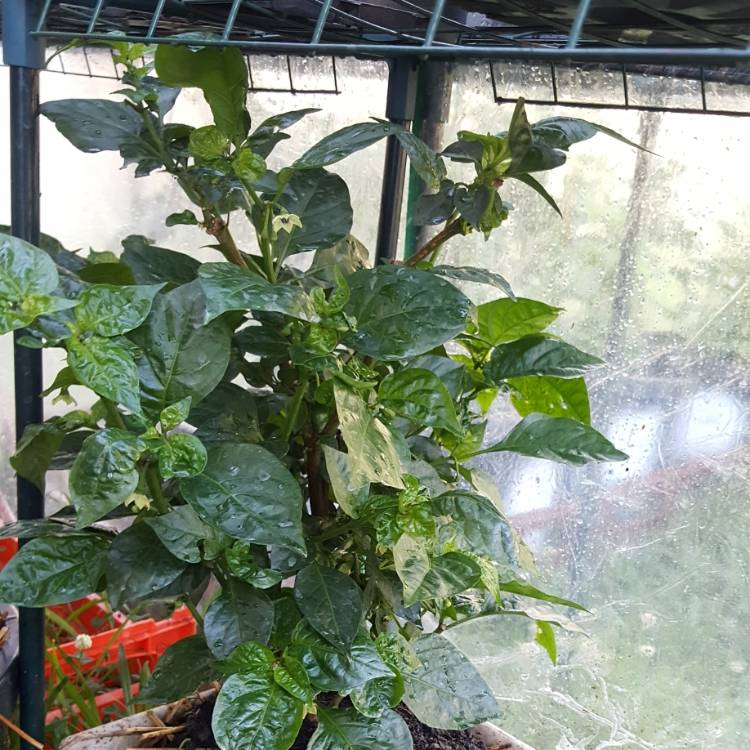 Plant image Capsicum chinense 'Chocolate Habanero'