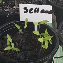 Plant image Capsicum Annuum 'Serrano'