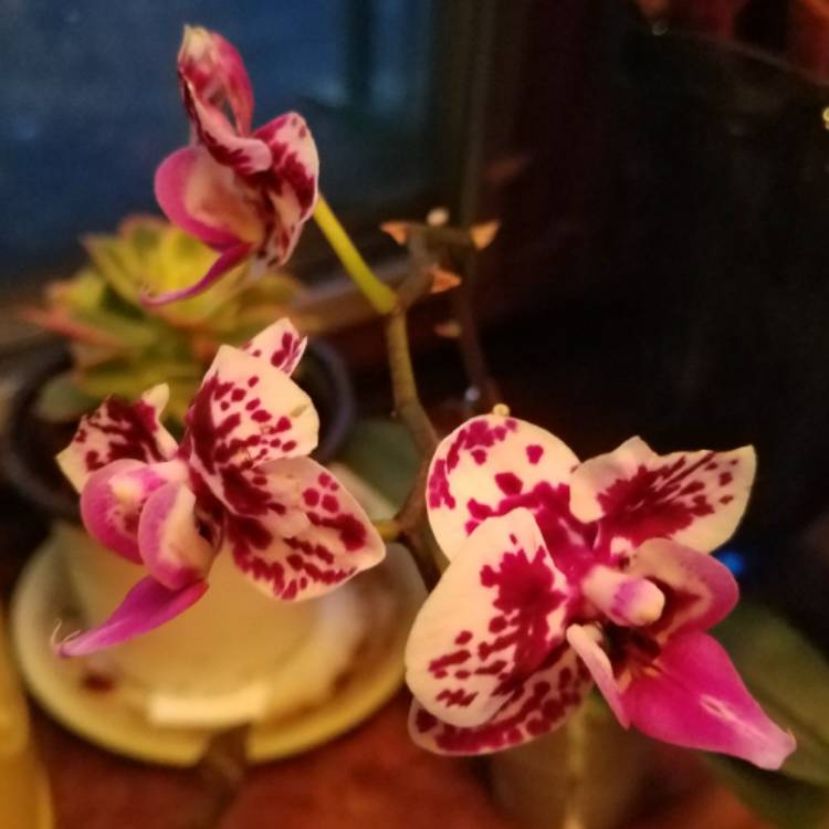 Plant image Phalaenopsis Miniature Purple and White