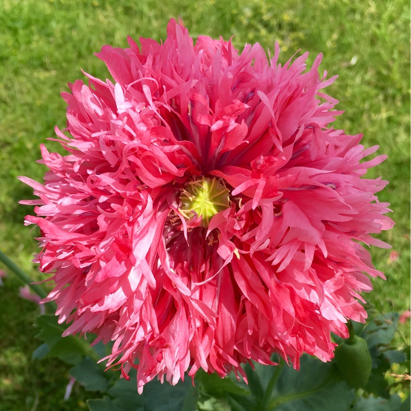 Plant image Papaver paeoniflorum 'Prom Puff'