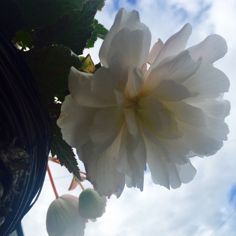 Plant image Begonia 'Fragrant Falls Lemon'