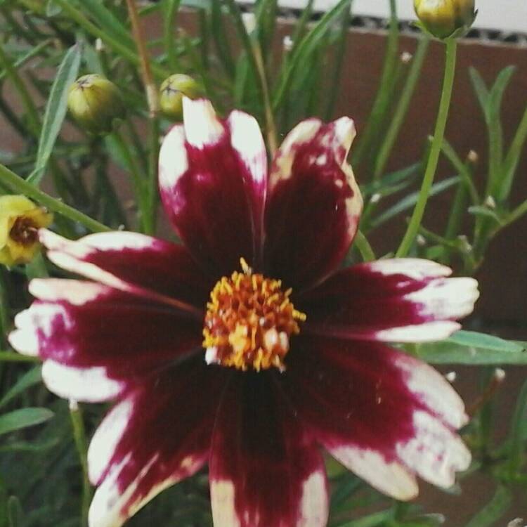 Plant image Coreopsis 'Ruby Frost'