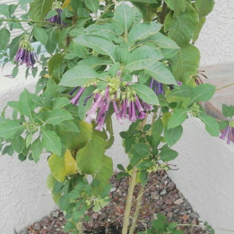 Plant image Iochroma cyanea