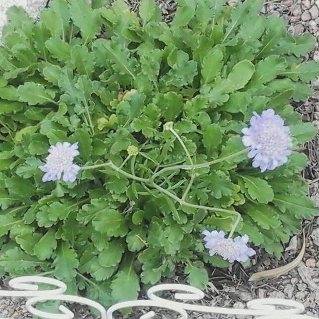 Plant image Scabiosa japonica var. alpina 'Blue Diamonds'