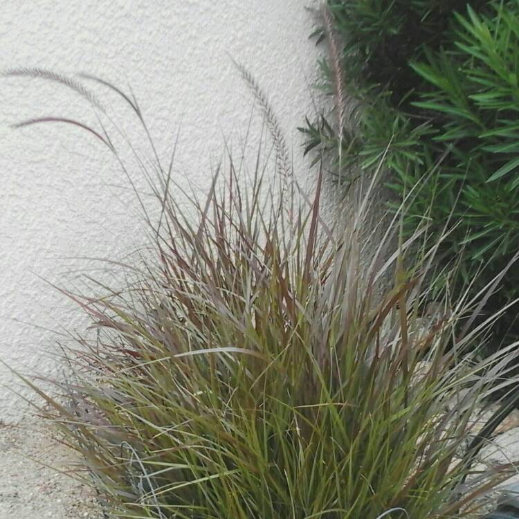 Plant image Pennisetum 'Kittentails'