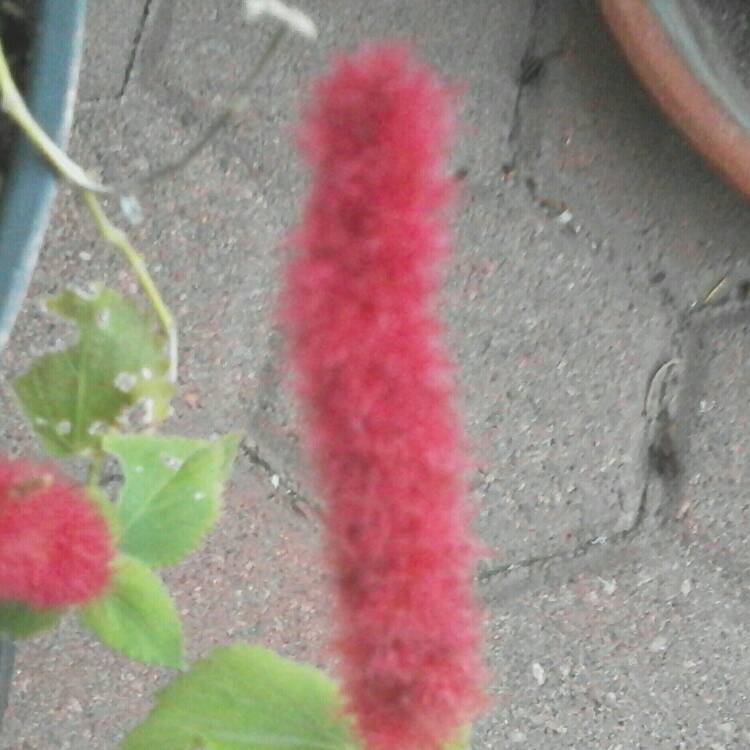 Plant image Acalypha pendula