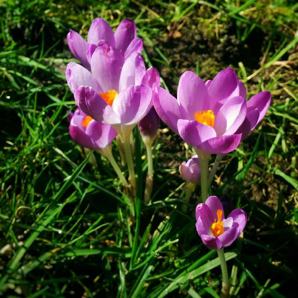 Crocus (Spring)