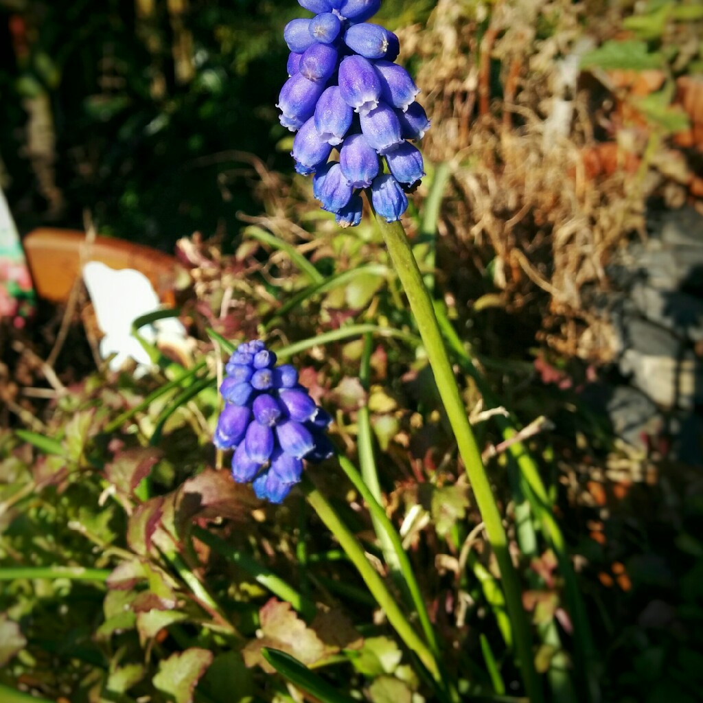 Grape Hyacinth (Species) Broad-Leaved Grape Hyacinth