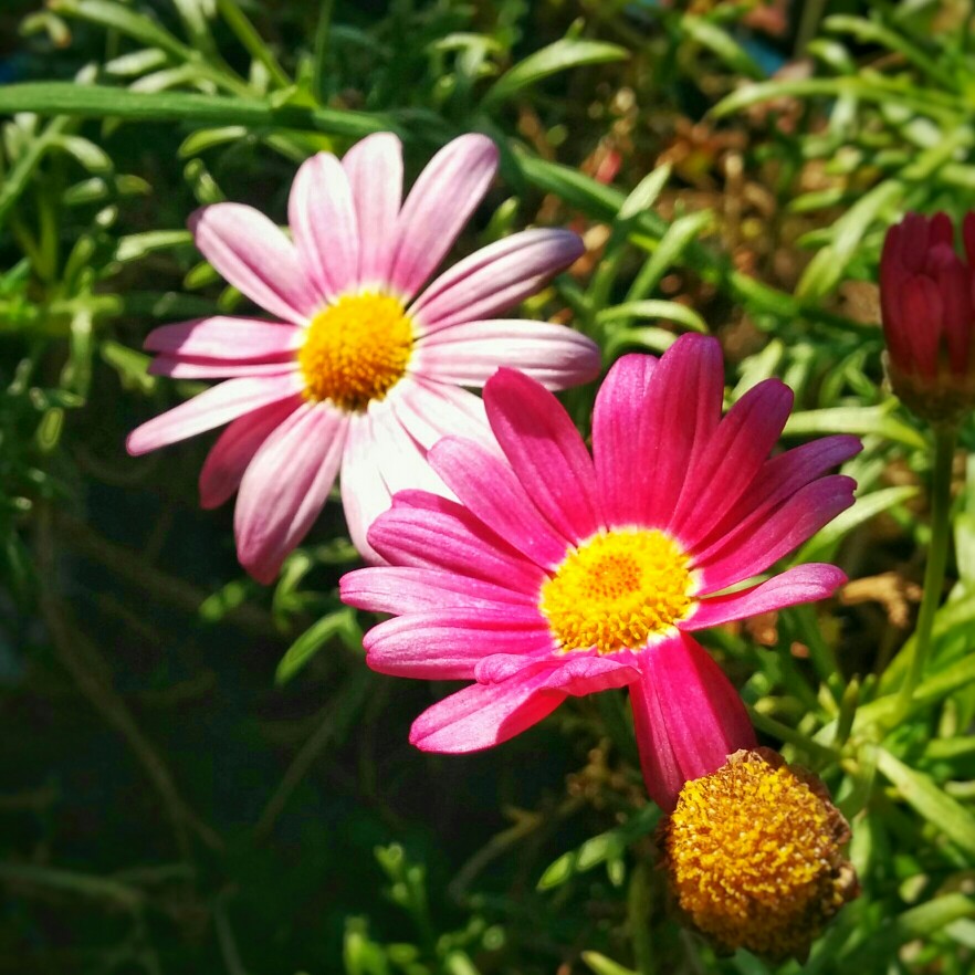 Marguerite Daisy 'Summit White'