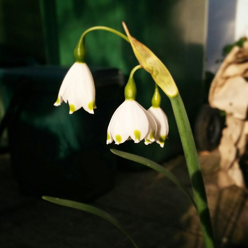 Summer Snowflake 'Gravetye Giant'