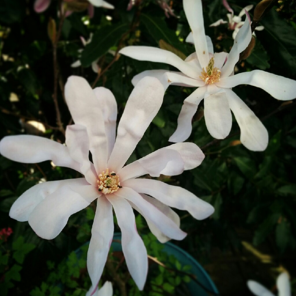 Magnolia stellata