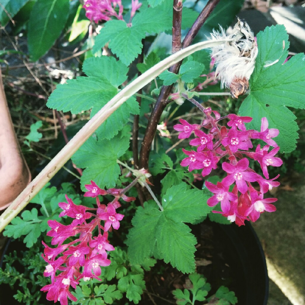 Flowering Currant