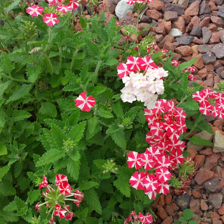 Plant image Verbena officinalis