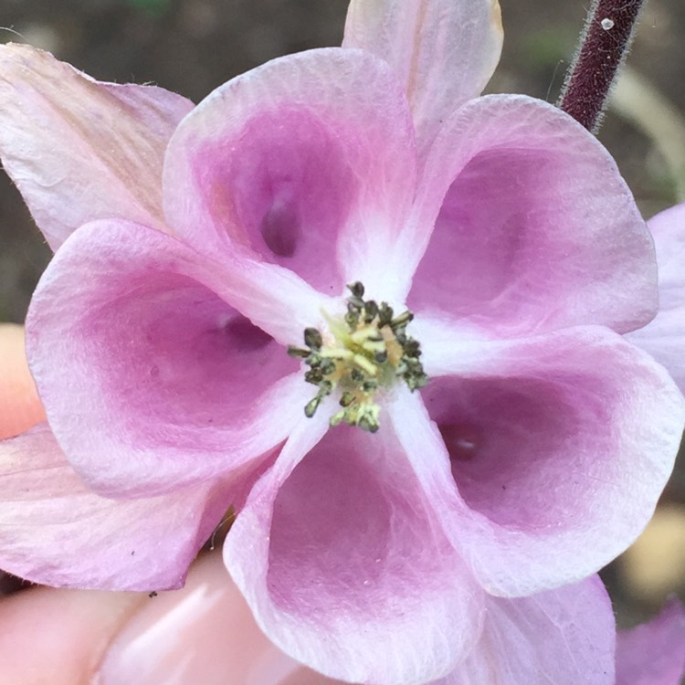 Plant image Aquilegia canadensis 'Pink Lanterns'