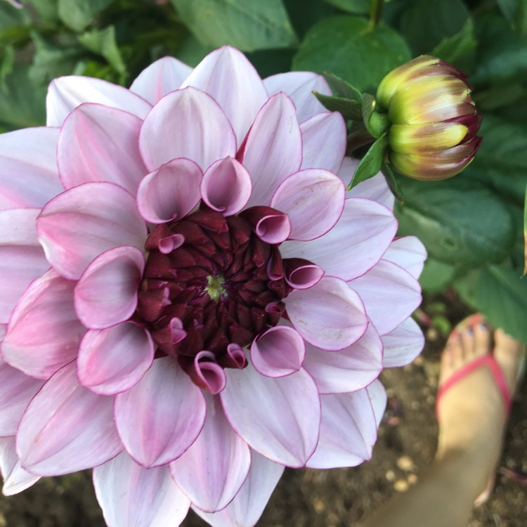 Plant image Dahlia 'Creme De Cassis'