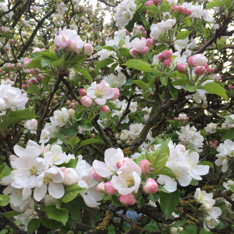 Plant image Malus domestica 'Fiesta' syn. Malus domestica 'Red Pippin'