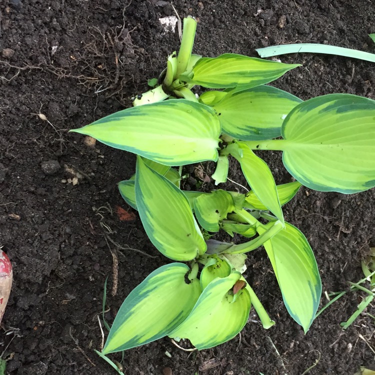 Plant image Hosta 'Dinner Jacket'