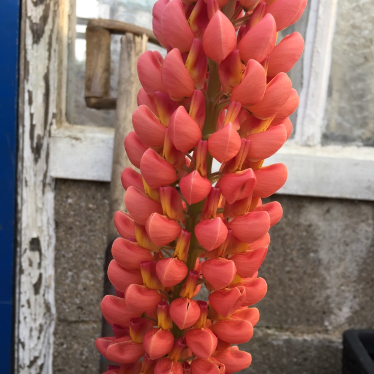 Plant image Lupinus 'Tequila Flame'