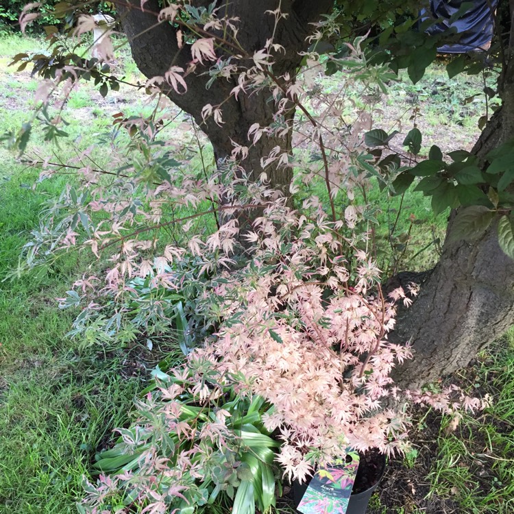 Plant image Acer palmatum 'Taylor'