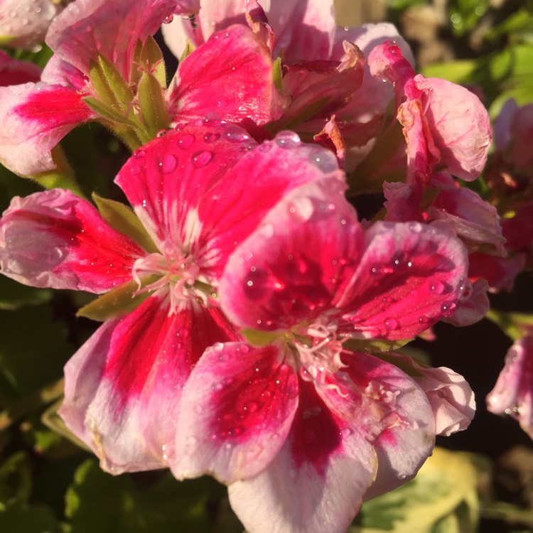 Plant image Pelargonium 'Grandeur Classic White Splash' (Grandeur Classic Series)