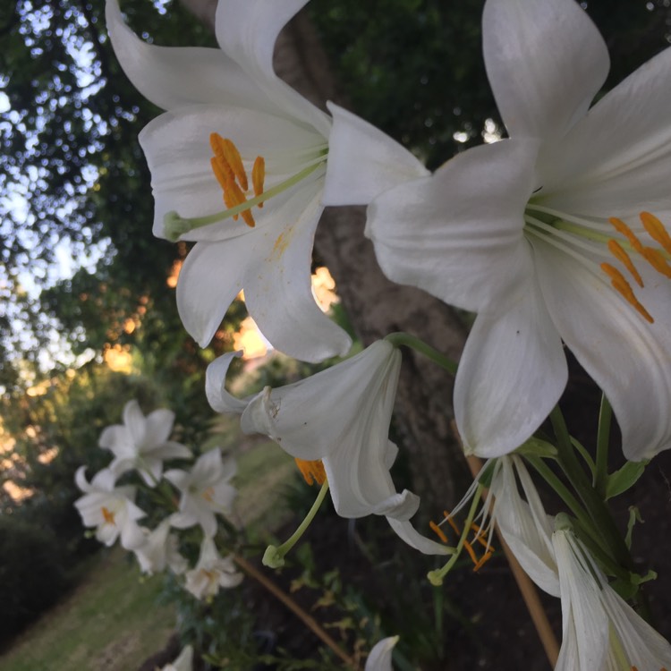 Plant image Lilium 'Snow Crystal' syn. Lilium 'White Pixie'