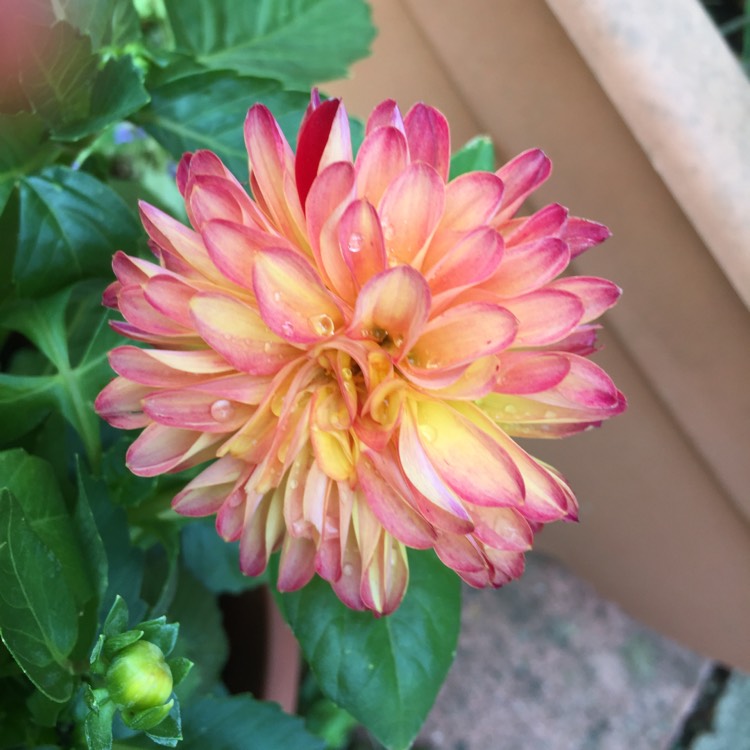 Plant image Dahlia 'Dahlinova Hypnotica Tequila Sunrise' (Dahlinova Hypnotica Series)