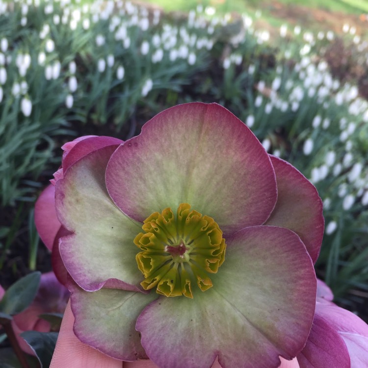 Plant image Helleborus 'Epb 12' (Frostkiss Series) syn. Helleborus (Rodney Davey Marbled Group) 'Sally's Shell'