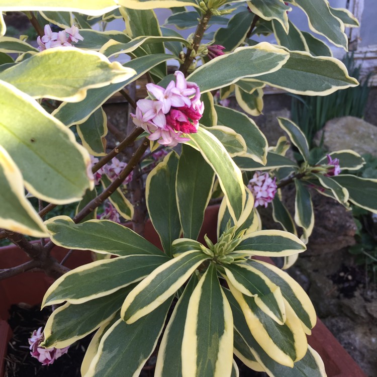 Plant image Daphne odora 'Rebecca'