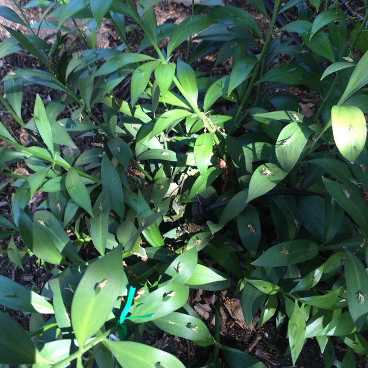 Plant image Ruscus hypoglossum