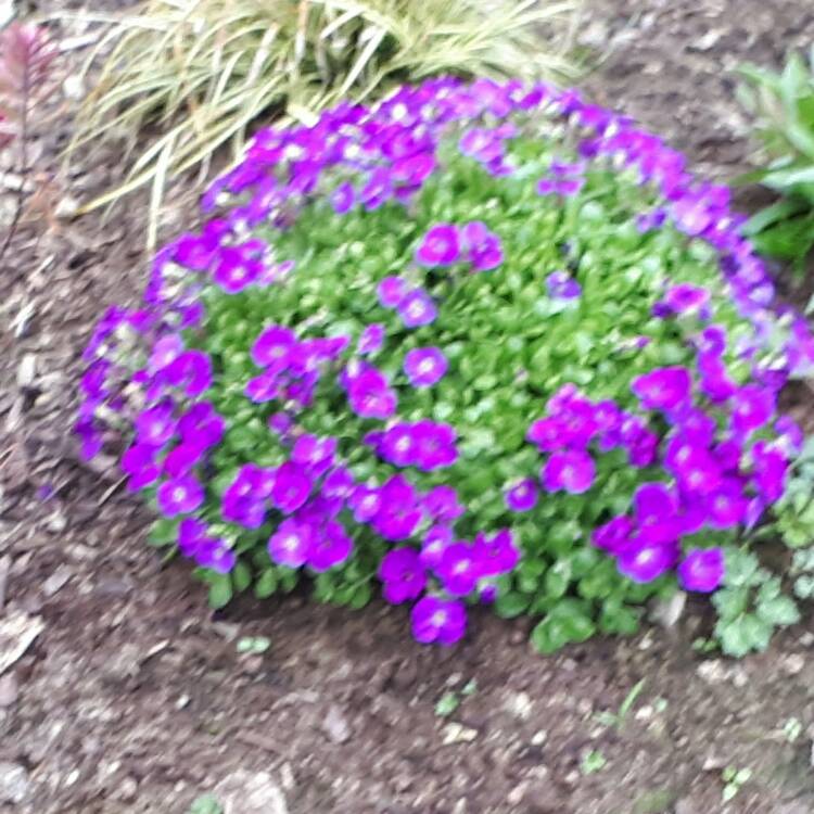 Plant image Aubrieta gracilis 'Kitte Blue'