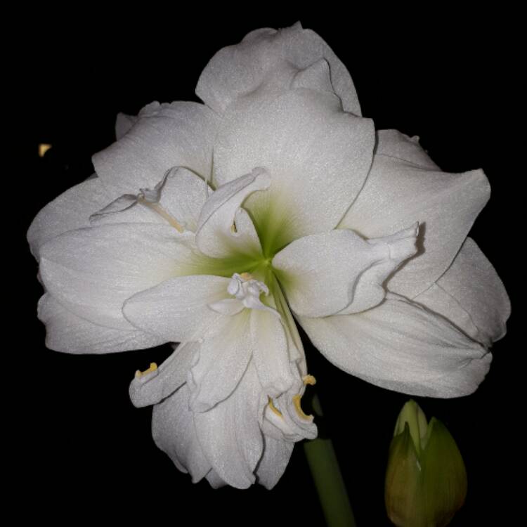 Plant image Hippeastrum 'Snow White'