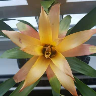 Guzmania 'Hope'