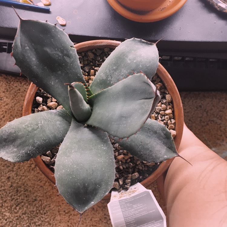 Plant image Agave 'Blue Glow'