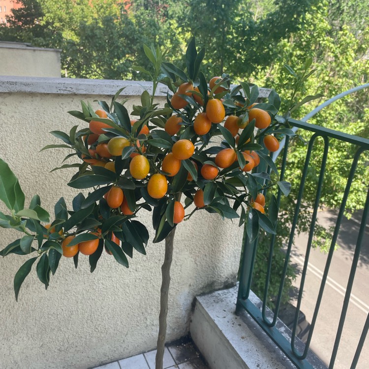 Plant image Citrus Japonica