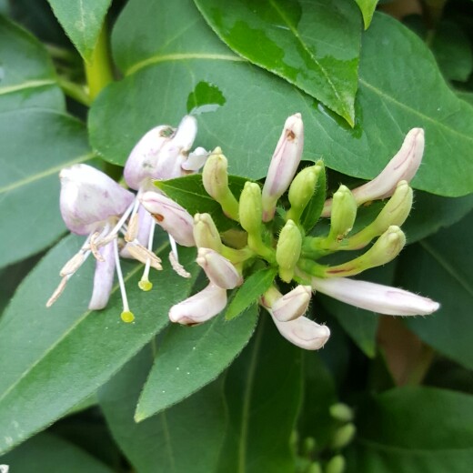 Plant image Lonicera 'Inov42' syn. Lonicera 'Caprilia Ever'