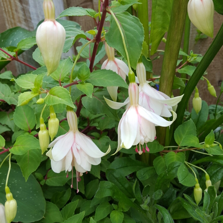 Plant image Fuchsia 'Ann Howard Tripp'