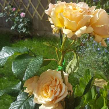 Rose 'Amber Queen'