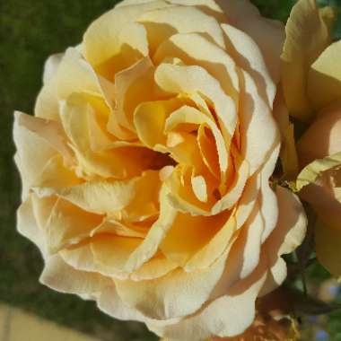 Rose 'Amber Queen'