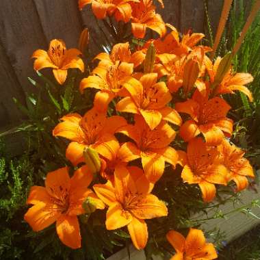 Lily (Asiatic)