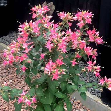 Fuchsia 'Walz Jubelteen'