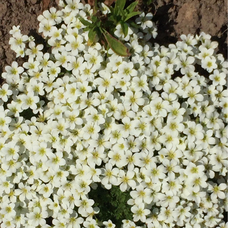 Plant image Saxifraga 'White Pixie'