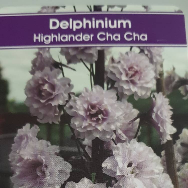 Plant image Delphinium 'Highlander Cha Cha'