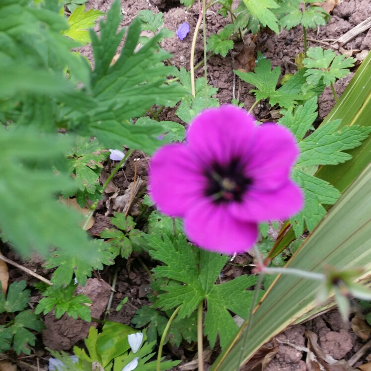 Plant image Geranium 'Khan'