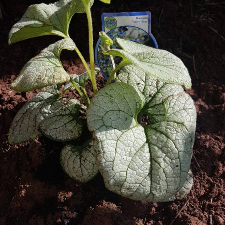 Plant image Brunnera macrophylla 'Silver Heart'