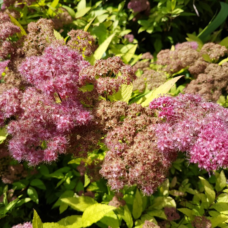 Plant image Spiraea japonica 'Magic Carpet'