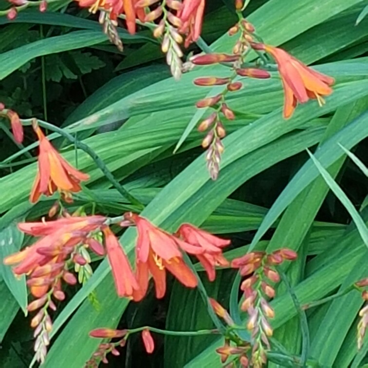 Plant image Crocosmia x crocosmiiflora 'Twilight Fairy Gold'