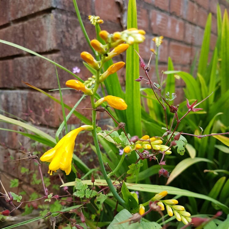 Plant image Crocosmia 'Paul's Best Yellow'