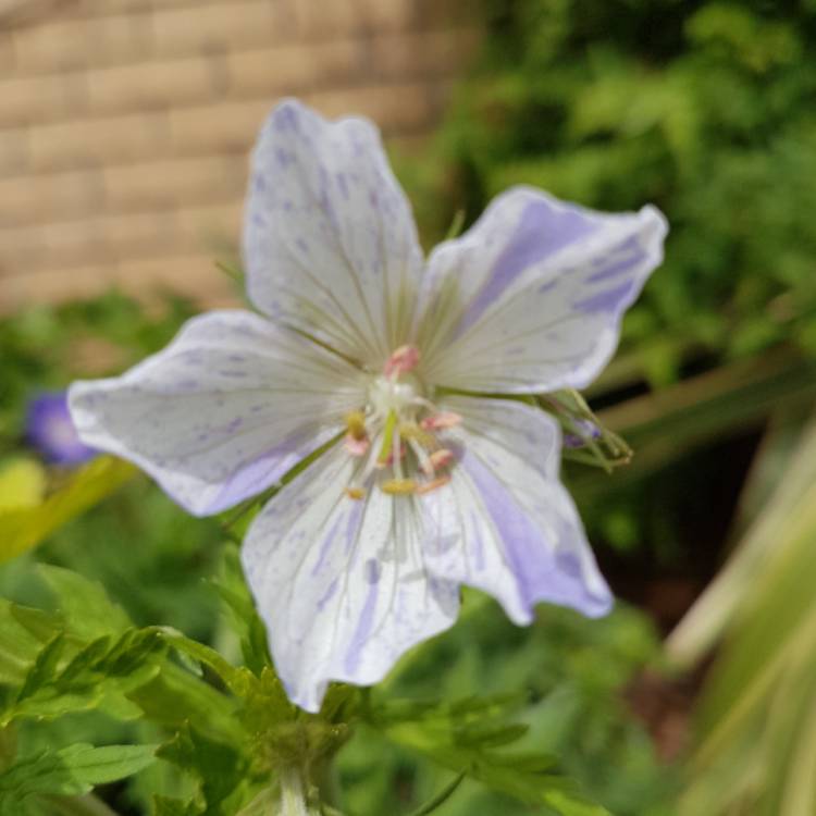 Plant image Geranium macrorrhizum 'Ingwersen's Variety'