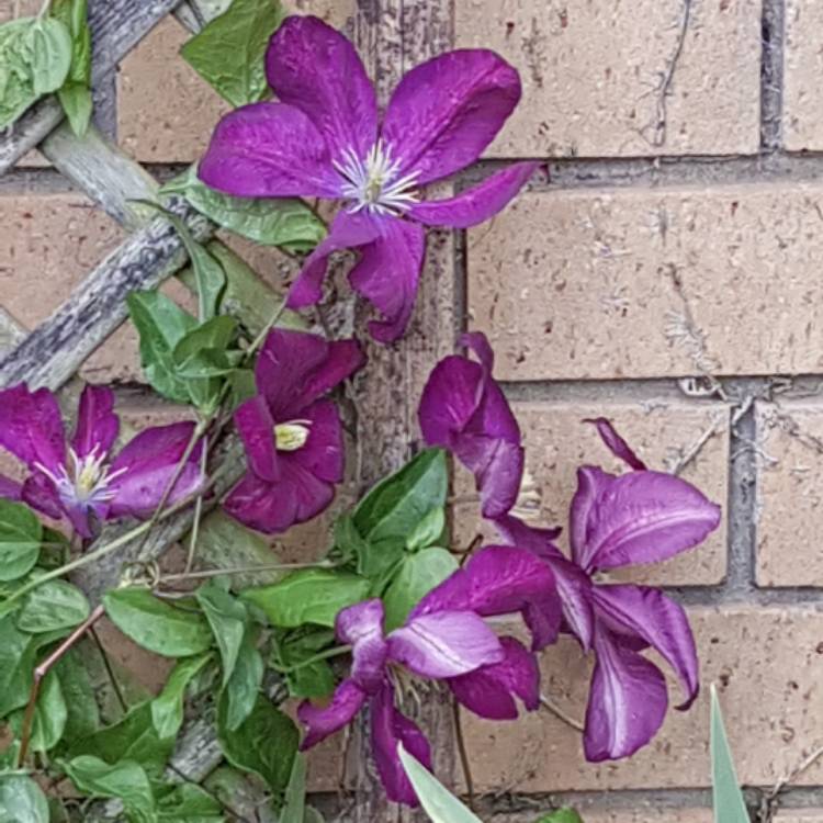 Plant image Clematis jackmanii 'Superba'