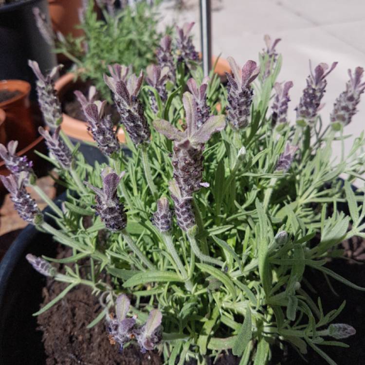 Plant image Lavandula stoechas 'Anouk' (Anouk Series)